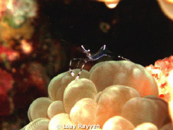 Transparent Lobster on Anemone, picture taken at sunset by Loay Rayyan 